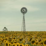 sunflower field queensland