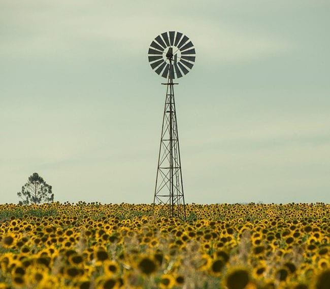 sunflower field queensland